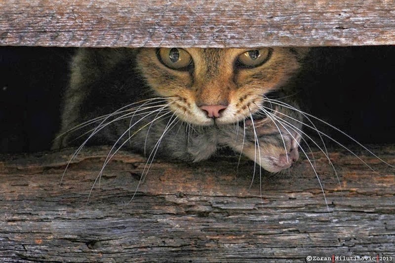 Zoran_Milutinovic