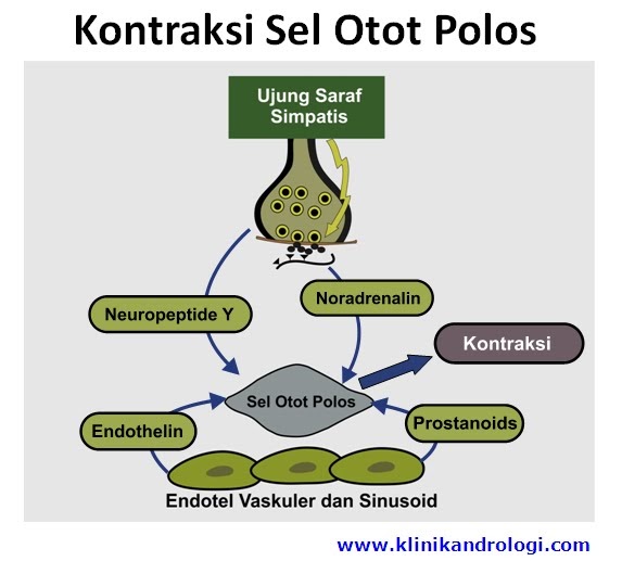 Klinik Andrologi Disfungsi Seksual