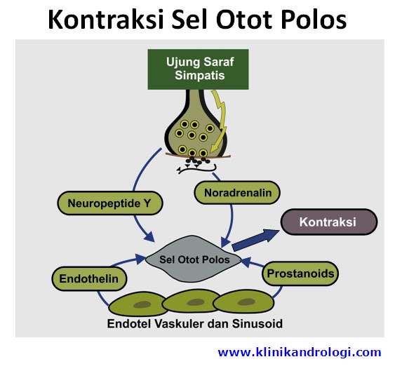 Ide Populer 20+ Kontraksi Otot Polos