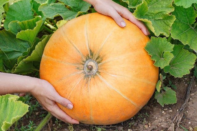 Growing Pumpkin