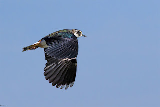 avefria-europea-vanellus-vanellus-en-vuelo-