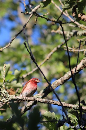 Purple Finch