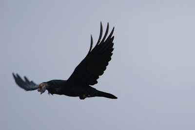 Raven - Raaf - Corvus corax