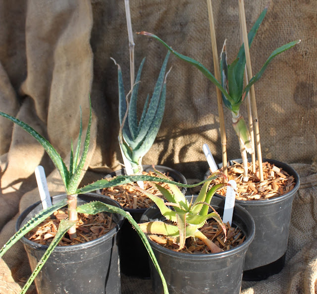 Mail order plants from Institute for Aloe Studies