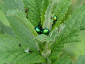 Chrysolina (Synerga) herbacea DSC17689