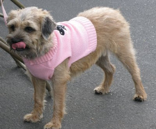 border terrier pups