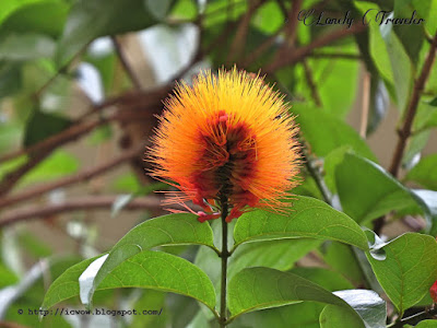 Monkey brush vine - Combretum rotundifolium