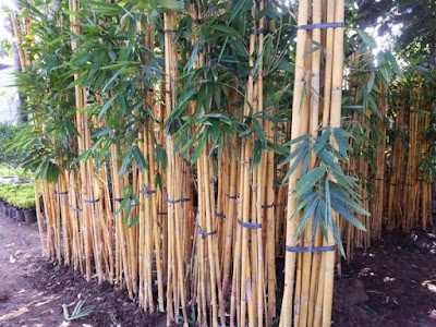 Jual Bambu Panda Kuning