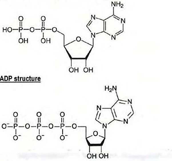 effects of PEMF therapy