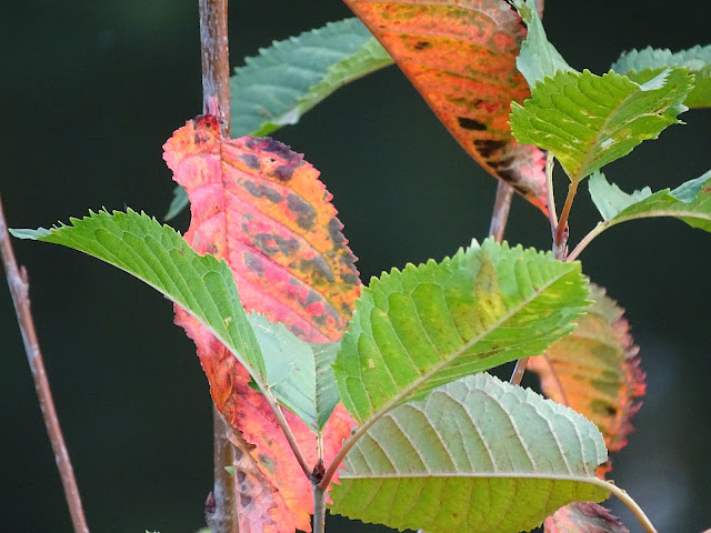 automneparcduhéronvilleuvedascqhautdefrance