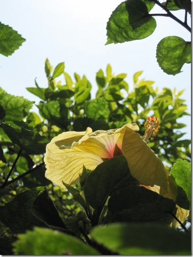 6 Feb 2011 - Hibiscus2
