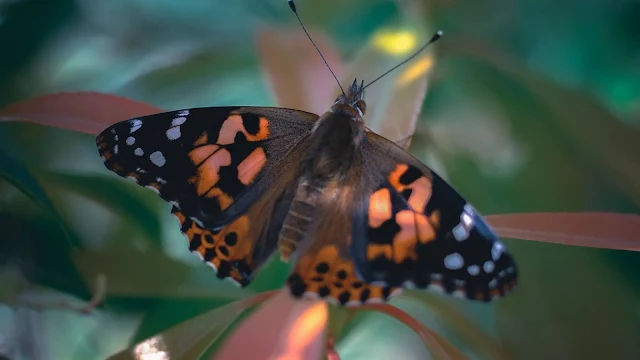 Butterfly, Wings, Black, Orange