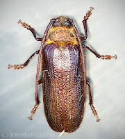 Hairy Pine Borer (c) John Ashley