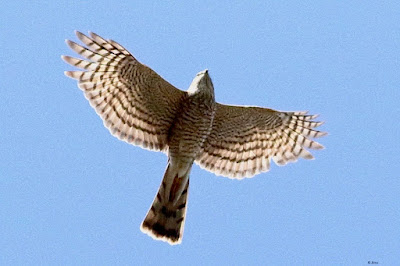 "In flight, a Eurasian Sparrowhawk (Accipiter nisus)winter visitor. Small raptor with a striking gray-brown coloration, short wings, and a long tail. The standout characteristics are the hooked, pointed beak and yellow eyes."