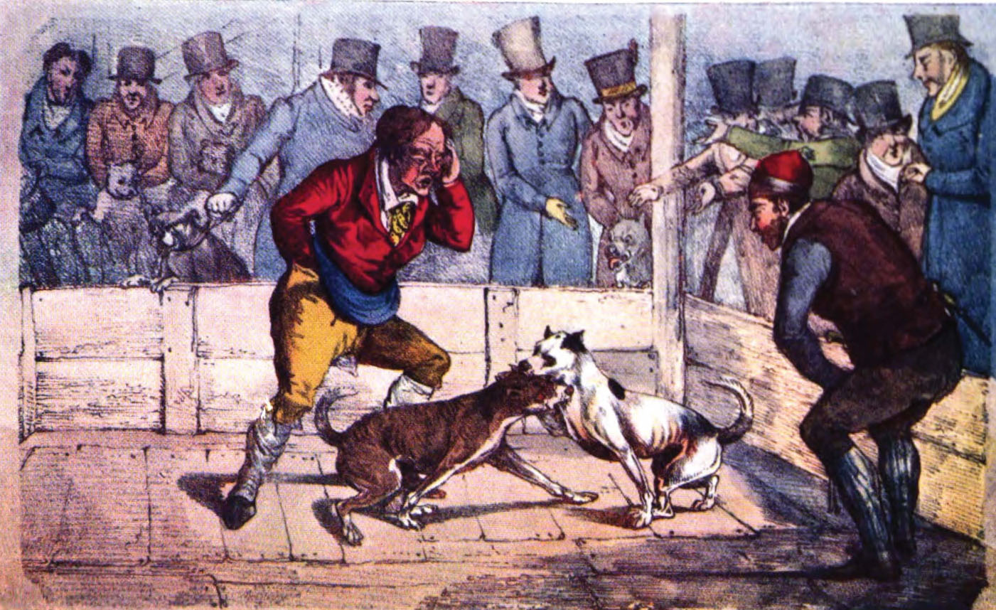 Dog Law Reporter: The Sordid History of Pit Bull Fighting in 19th Century  England
