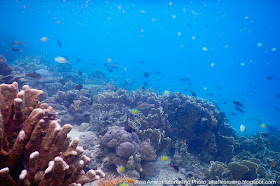 Marine environment in coral reef of Waigeo island