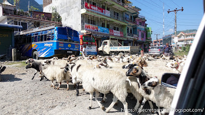 on the road from Pokhara to Nayapul