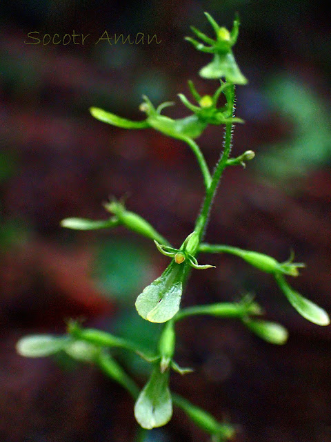 Neottia makinoana