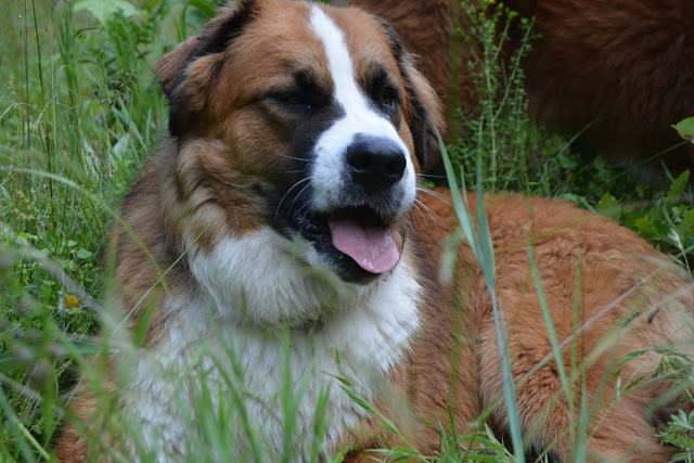 Paws For Reaction Ticks and dogs in Canada