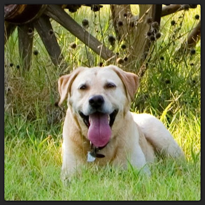 yellow lab, field dress