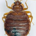 EXTERMINATEUR DE NUISIBLES À PARIS | IZI NUISIBLES