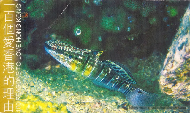 Postcard | Hong Kong | Banded Goby