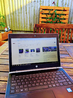 researching Lavender on the laptop in the garden