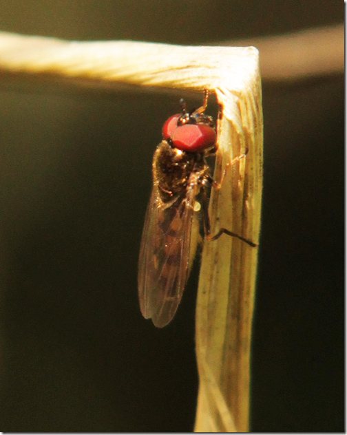 hoverfly Bacchini sp