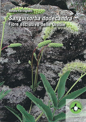 Sample page from a pamphlet called Sanguisorba dodecandra - Fiore esclusivo delle Orobie. S. dodecandra is commonly called Salvastrella orobica.