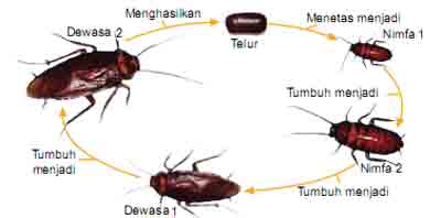  Daur Hidup Hewan Metamorfosis Sempurna  dan Tidak 