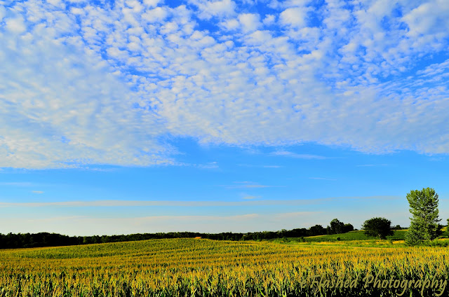 Corn (not my own) and a Blue Sky (my Father's:)