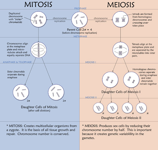 steps of meiosis. the steps of and meiosis