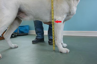 altura da perna do cão