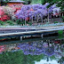 Lihat Taman Bunga Paling Indah di Jepang yuk, Ashikaga Flower Park