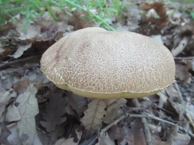 Genus Boletus