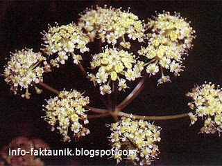 Cicuta douglasii di info-faktaunik.blogspot.com