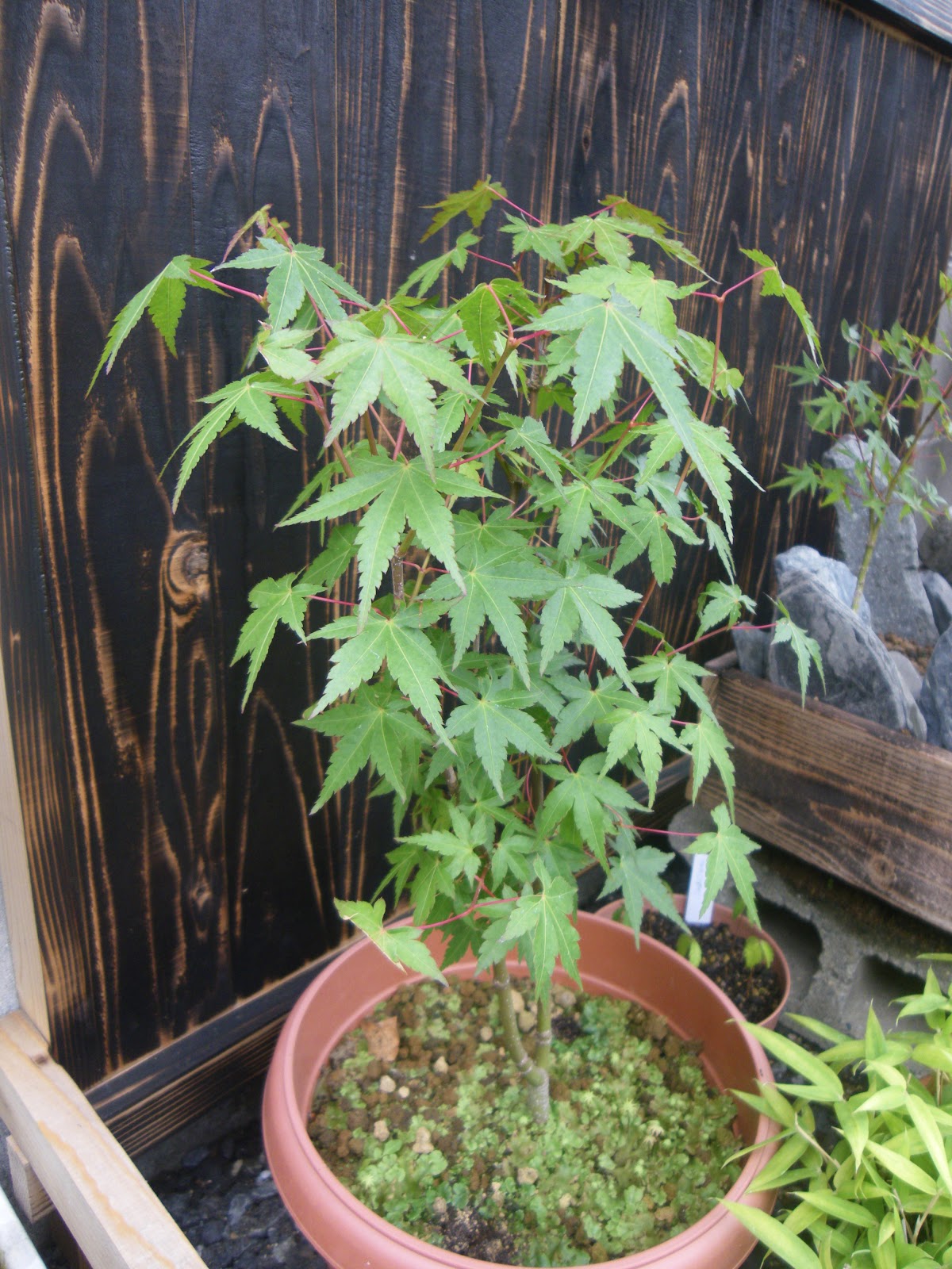 盆栽と鉢植えの違いについて 樹木を鉢植えで育てることを楽しむ メダカの大工