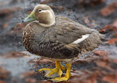 Chubut Steamer Duck