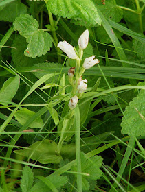 White Helleborine Cephalanthera damasonium.  Indre et Loire, France. Photographed by Susan Walter. Tour the Loire Valley with a classic car and a private guide.