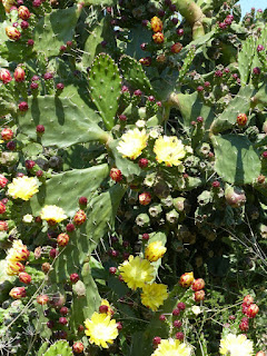 Opuntia ficus-indica - Figuier de Barbarie - Figuier d'Inde 