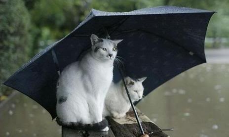 Image result for kitties watching storm