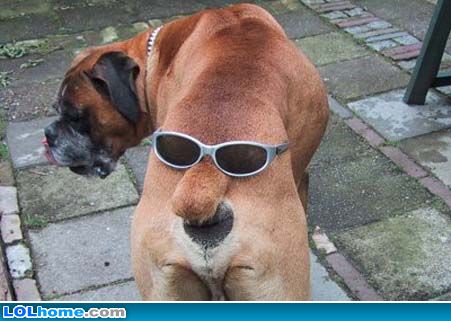 Funny Dogs Picture : lol-funny-dog-picture-ass