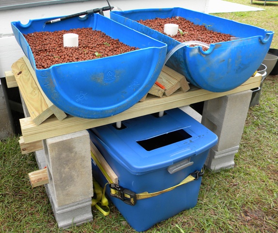 Aquaponics: 55 gallon barrels for grow beds.