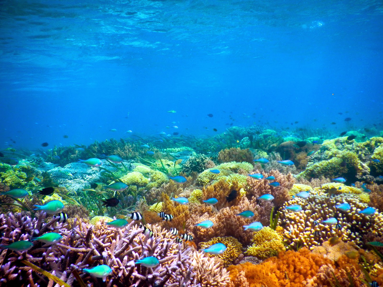 tempat wisata gili trawangan lombok bawah laut