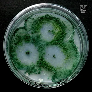 Trichoderma