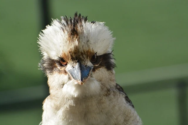 picture of a kookaburra bird