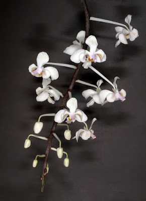 Grow and care Phalaenopsis celebensis orchid - The Celebes Phalaenopsis