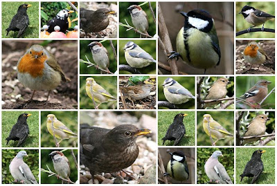 twenty six birds the photo montage below represents my count