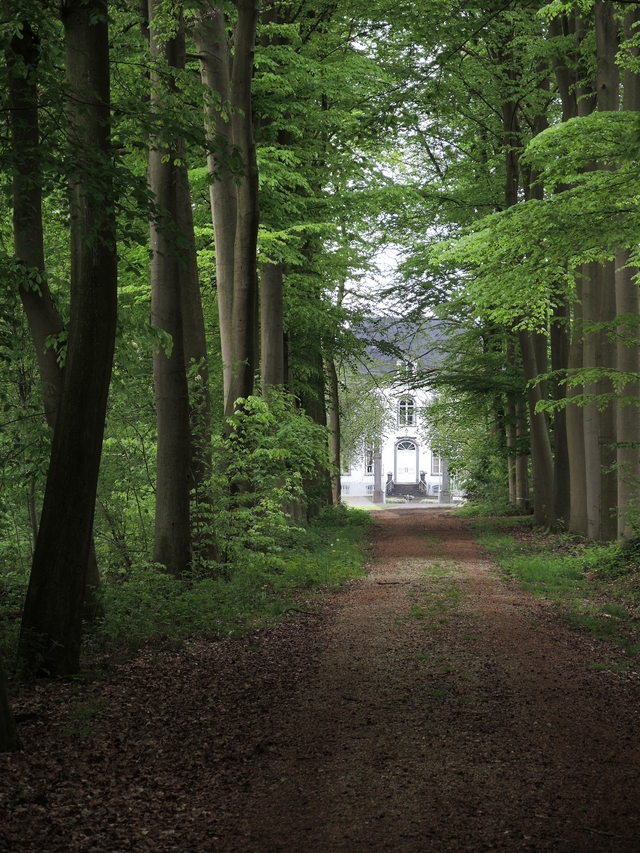 Massenhoven: een nostalgische wandeling in het bos rond kasteel Montens