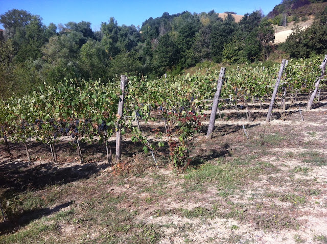 Emozione3 Degustazione e Vendemmia 2013